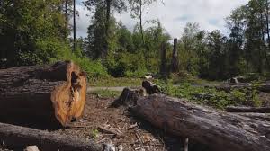 Best Tree Maintenance Programs  in Riverside, UT