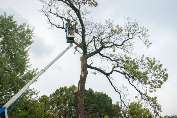 Best Commercial Tree Services  in Riverside, UT