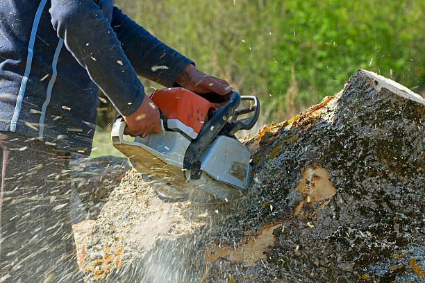 Best Tree Risk Assessment  in Riverside, UT