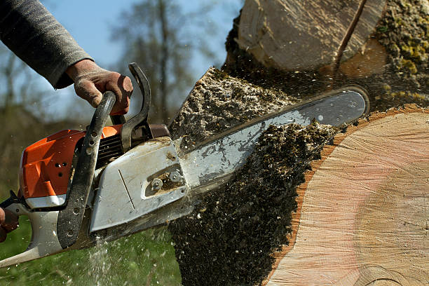 Best Emergency Tree Removal  in Riverside, UT